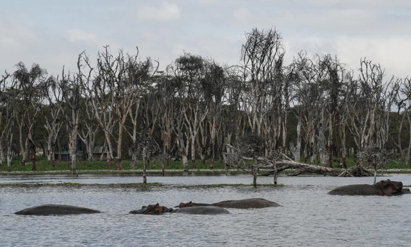 Hippos are seen at Lake Naivasha, in Nakuru County, Kenya, July 8, 2023. Lake Naivasha is a freshwater lake in Kenya and a noted scenic spot for tourists. (Xinhua/Han Xu)