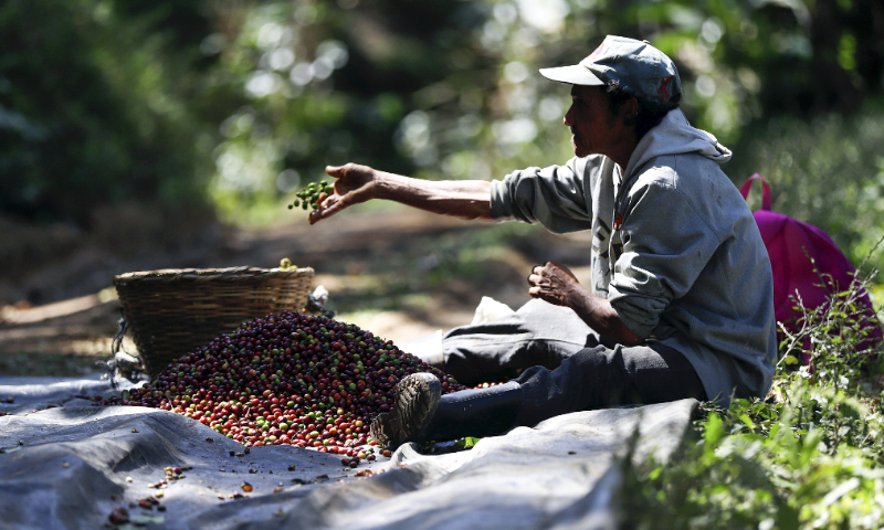 A worker is processing coffee beans in the fields in El Paraíso Province, Honduras on January 29, 2023. Photo: VCG