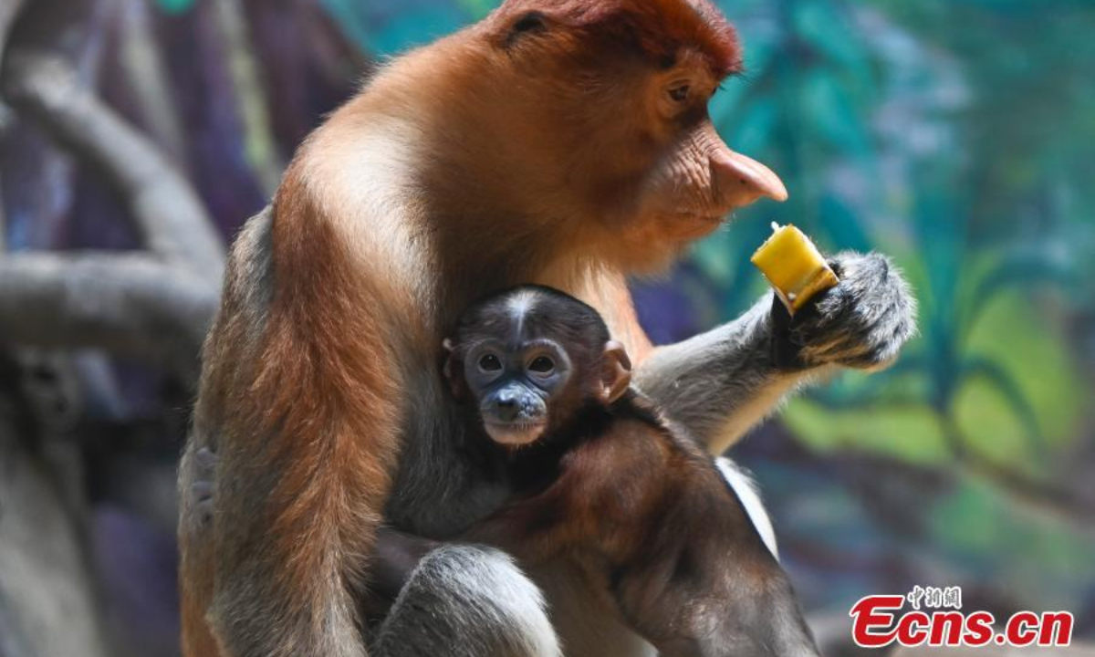 Wu Yi, a long-nosed (proboscis monkey) monkey baby meets the public with family members at Chimelong Safari Park in Guangzhou, south China's Guangdong Province, June 29, 2023. Photo: China News Service