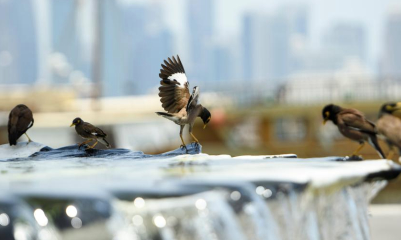 This photo taken on July 6, 2023 shows myna birds cooling off at an artificial fountain on the Doha Corniche in Doha, Qatar. (Photo by Nikku/Xinhua)