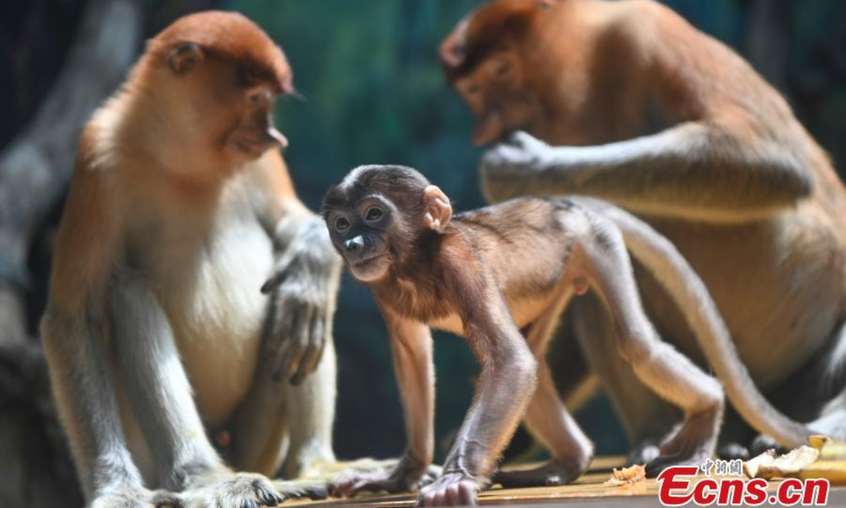 Wu Yi, a long-nosed (proboscis monkey) monkey baby meets the public with family members at Chimelong Safari Park in Guangzhou, south China's Guangdong Province, June 29, 2023. Photo: China News Service