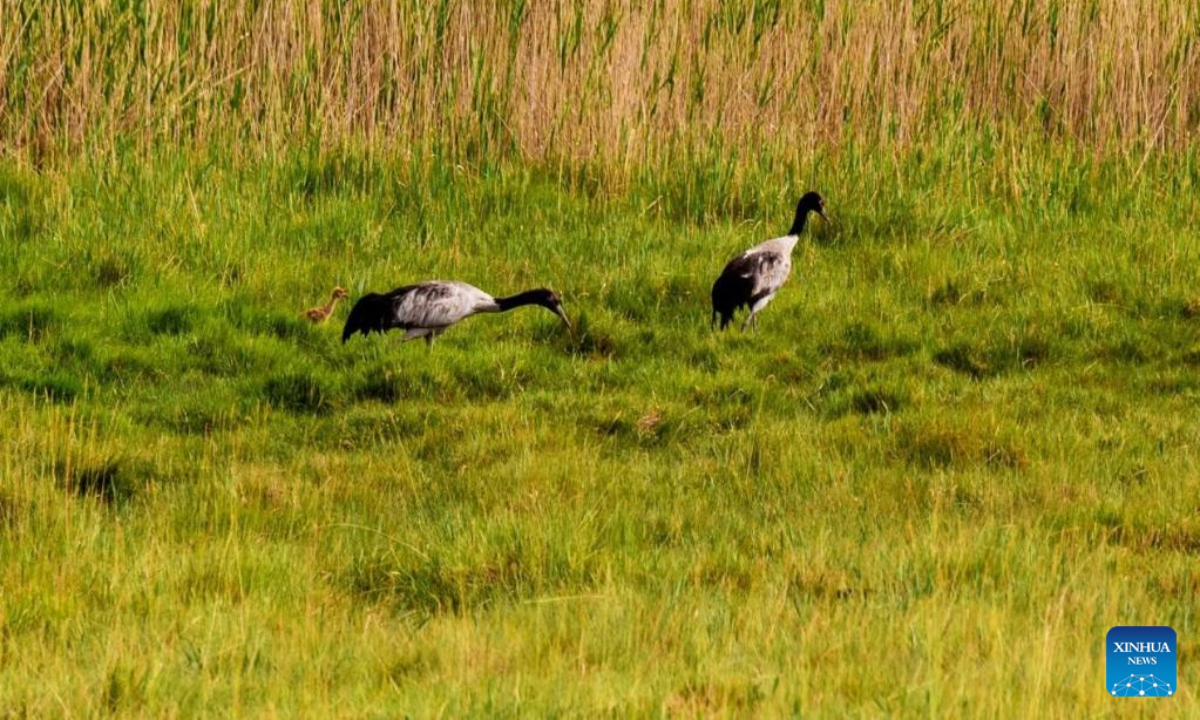 Three black-necked cranes are seen at a wetland by the Hulu River in Guazhou County of Jiuquan, northwest China's Gansu Province, July 3, 2023. Photo:Xinhua