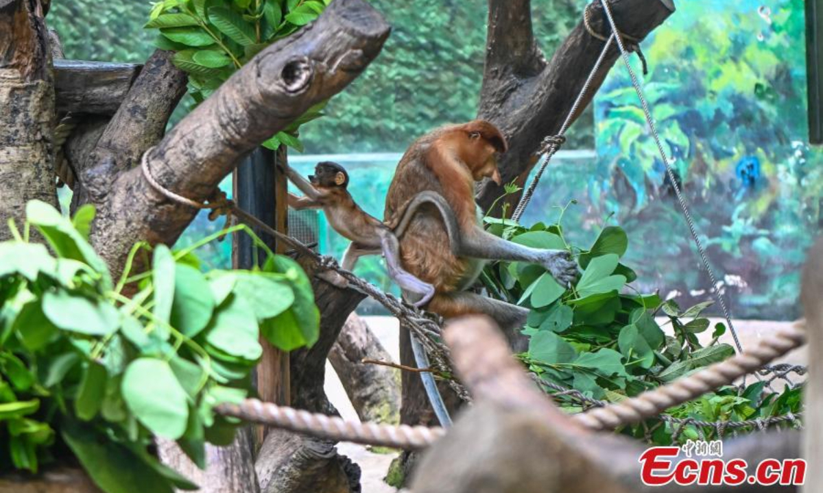 Wu Yi, a long-nosed (proboscis monkey) monkey baby meets the public with family members at Chimelong Safari Park in Guangzhou, south China's Guangdong Province, June 29, 2023. Photo: China News Service