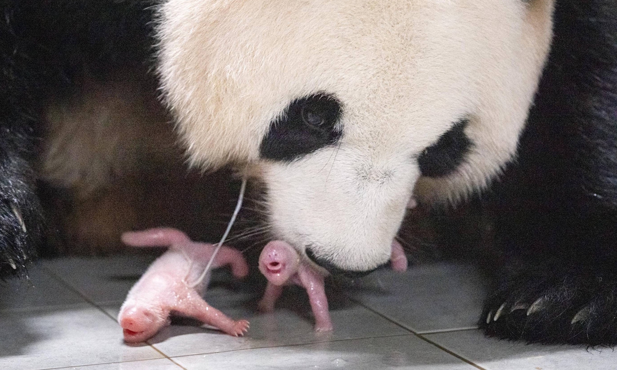 Ai Bao and the twin cubs Photo: IC