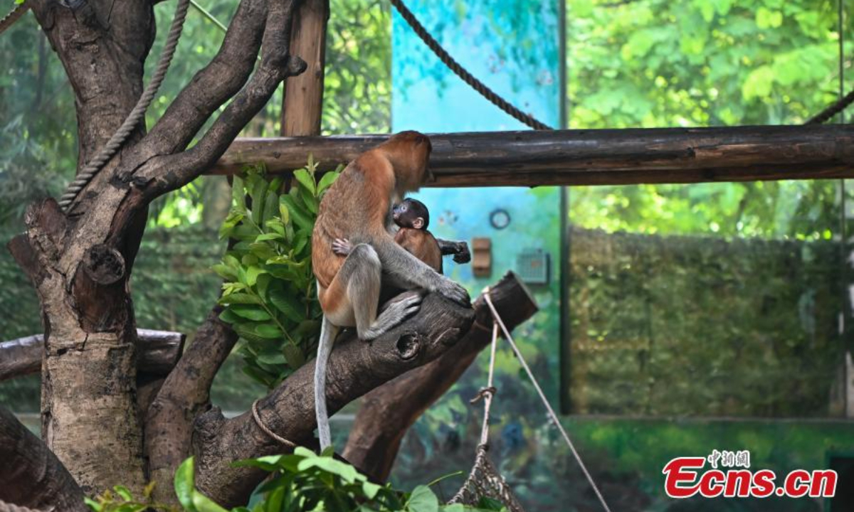 Wu Yi, a long-nosed (proboscis monkey) monkey baby meets the public with family members at Chimelong Safari Park in Guangzhou, south China's Guangdong Province, June 29, 2023. Photo: China News Service