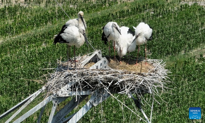 This photo taken with a drone on June 24, 2023 shows a full-grown oriental white stork (1st L) looking after its chicks in Heiyanzi Town of Fengnan District, Tangshan, north China's Hebei Province. With efforts made by local authorities to repair the surrounding environment of the wetland in Heiyanzi Town, oriental white storks, a bird species under first-class national protection in China, now enjoy a larger area of habitat for living and breeding.(Photo: Xinhua)