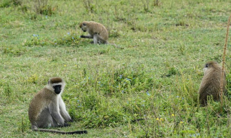 Vervet monkeys are seen on Crescent Island at Lake Naivasha, in Nakuru County, Kenya, July 8, 2023. Lake Naivasha is a freshwater lake in Kenya and a noted scenic spot for tourists. (Xinhua/Han Xu)