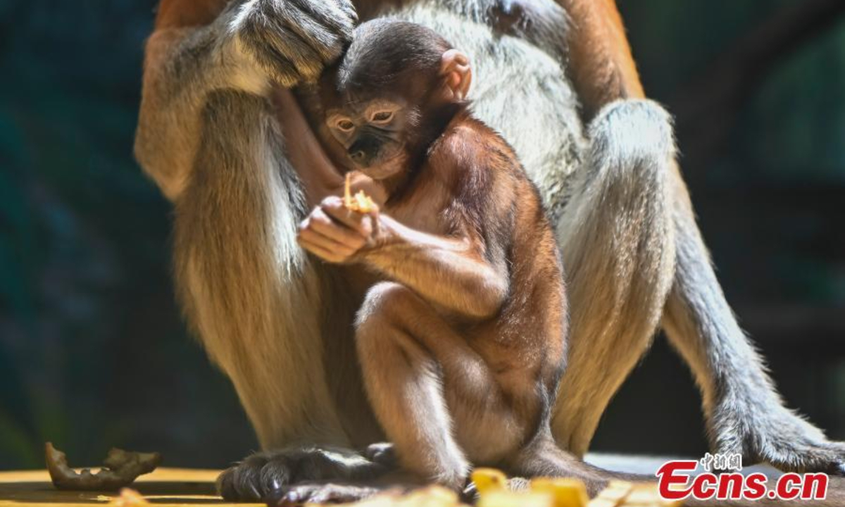 Wu Yi, a long-nosed (proboscis monkey) monkey baby meets the public with family members at Chimelong Safari Park in Guangzhou, south China's Guangdong Province, June 29, 2023. Photo: China News Service