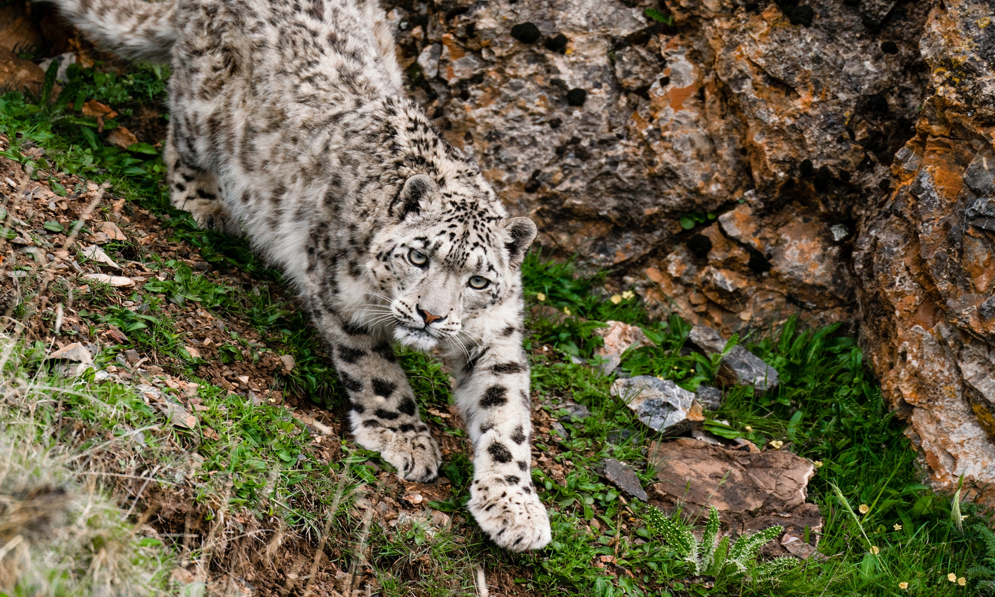A snow leopard descends from among the rocks in the Sanjiangyuan region. Photo: Courtesy of Xi Zhinong