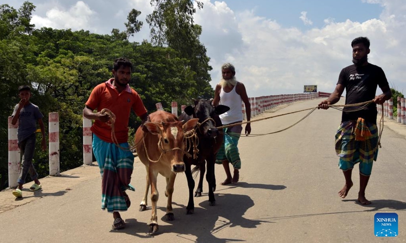 People lead cattle to a cattle market in Munshiganj, Bangladesh, on June 25, 2023.(Photo: Xinhua)