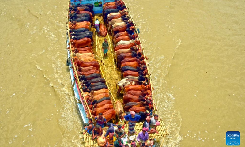 Herds of cattle are transported on vessels in Munshiganj, Bangladesh, on June 25, 2023.(Photo: Xinhua)