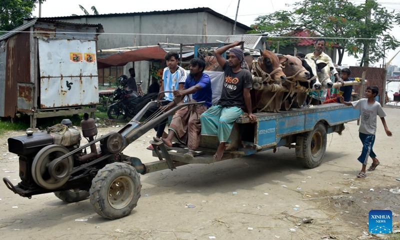 People take cattle to a cattle market in Munshiganj, Bangladesh, on June 25, 2023.(Photo: Xinhua)