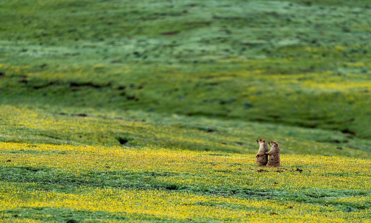 A pair of Himalayan marmots in the Sanjiangyuan region Photo: Courtesy of Wild China