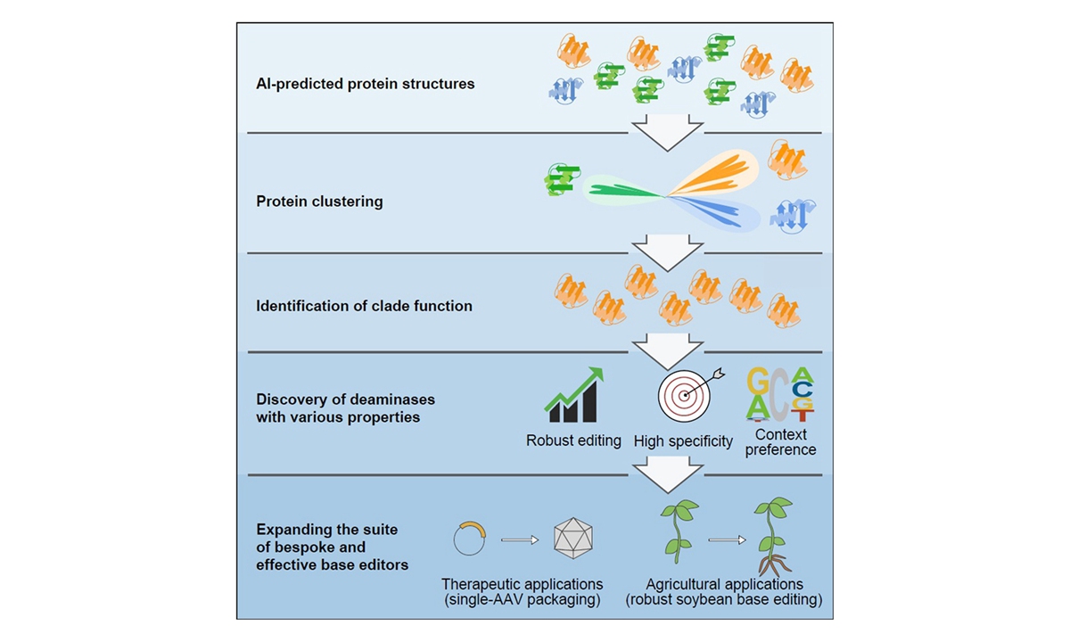 Diagrammatic drawing of base editing tools through innovative protein clustering method from IGDB