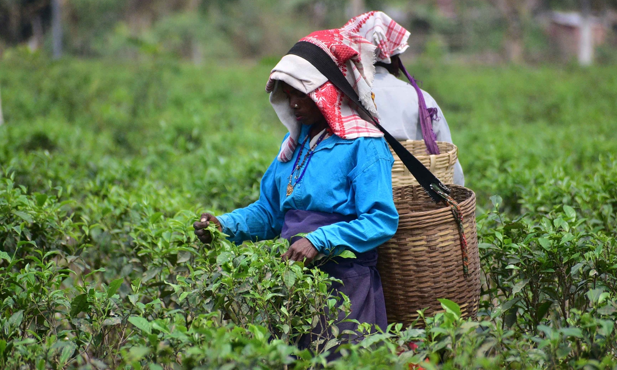 Workers carrying baskets pluck tea leaves, at Tea garden in Nagaon District of Assam, India on March 18, 2023. Photo: AFP