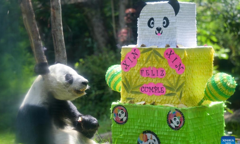 Giant panda Xin Xin is ready to enjoy a meal at the Chapultepec Zoo in Mexico City, Mexico, July 1, 2023. The giant panda Xin Xin celebrated its 33rd birthday on Saturday. (Xinhua/Xin Yuewei)
