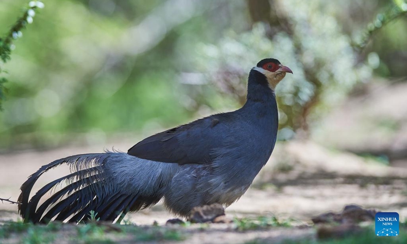 A white eared pheasant (Crossoptilon crossoptilon) is observed near Lhasa, southwest China's Tibet Autonomous Region, July 2, 2023. The white eared pheasant (Crossoptilon crossoptilon) is a bird endemic to China that is under second-class national protection.(Photo: Xinhua)