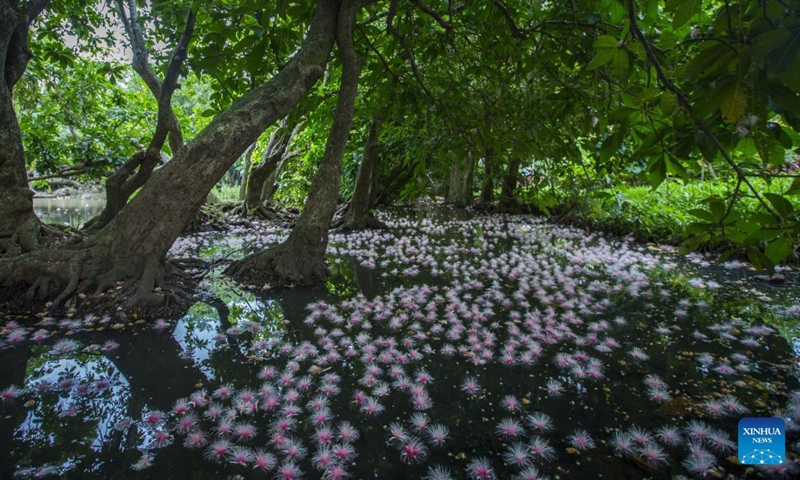 This photo shows fallen Yurui flowers in Qili Village, Danzhou City, south China's Hainan Province, June 21, 2023.(Photo: Xinhua)