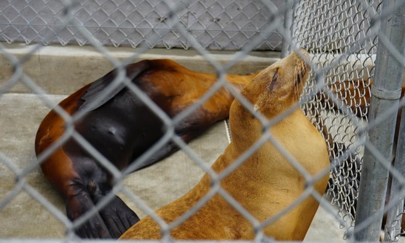 Photo taken on June 30, 2023 shows rescued sea lions at the Marine Mammal Care Center in San Pedro, California, the United States. Vacationers visiting beaches of U.S. state of California this July Fourth weekend are likely to encounter an alarming sight: sick sea lions recovering on the sand. Officials from the National Oceanic and Atmospheric Administration (NOAA) called it a large-scale stranding event.(Photo: Xinhua)