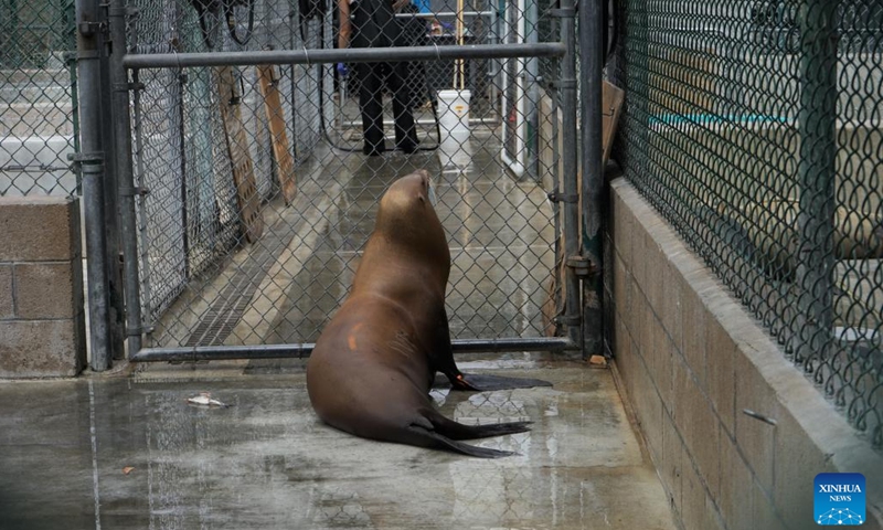 Photo taken on June 30, 2023 shows a rescued sea lion at the Marine Mammal Care Center in San Pedro, California, the United States. Vacationers visiting beaches of U.S. state of California this July Fourth weekend are likely to encounter an alarming sight: sick sea lions recovering on the sand. Officials from the National Oceanic and Atmospheric Administration (NOAA) called it a large-scale stranding event.(Photo: Xinhua)