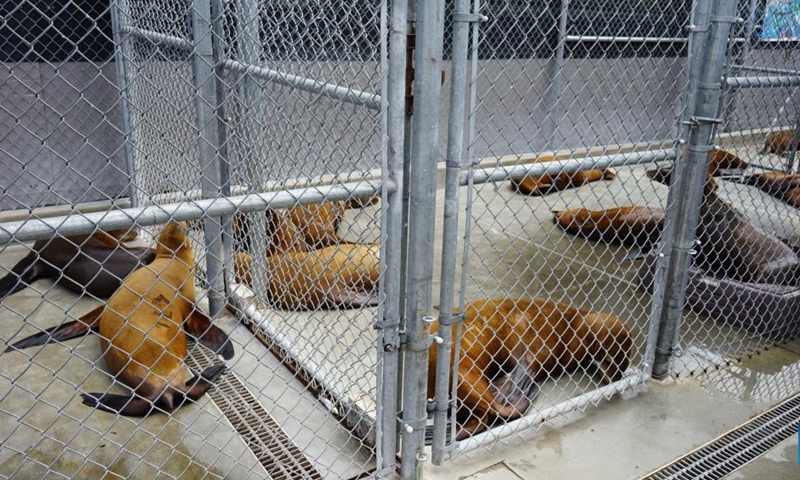Photo taken on June 30, 2023 shows rescued sea lions at the Marine Mammal Care Center in San Pedro, California, the United States. Vacationers visiting beaches of U.S. state of California this July Fourth weekend are likely to encounter an alarming sight: sick sea lions recovering on the sand. Officials from the National Oceanic and Atmospheric Administration (NOAA) called it a large-scale stranding event.(Photo: Xinhua)