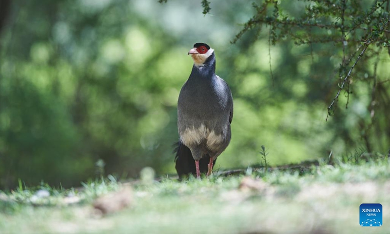 A white eared pheasant (Crossoptilon crossoptilon) is observed near Lhasa, southwest China's Tibet Autonomous Region, July 2, 2023. The white eared pheasant (Crossoptilon crossoptilon) is a bird endemic to China that is under second-class national protection.(Photo: Xinhua)