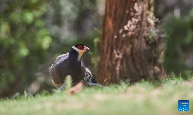 A white eared pheasant (Crossoptilon crossoptilon) is observed near Lhasa, southwest China's Tibet Autonomous Region, July 2, 2023. The white eared pheasant (Crossoptilon crossoptilon) is a bird endemic to China that is under second-class national protection.(Photo: Xinhua)