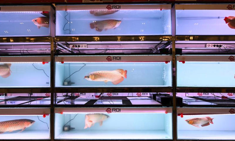 Aquariums filled with arowana fishes are seen during the Nusantara Aquatic 2023 in Tangerang, Banten Province, Indonesia, July 15, 2023. The Nusantara Aquatic (Nusatic) is an exhibition and a contest for ornamental fish in Indonesia. (Xinhua/Veri Sanovri)