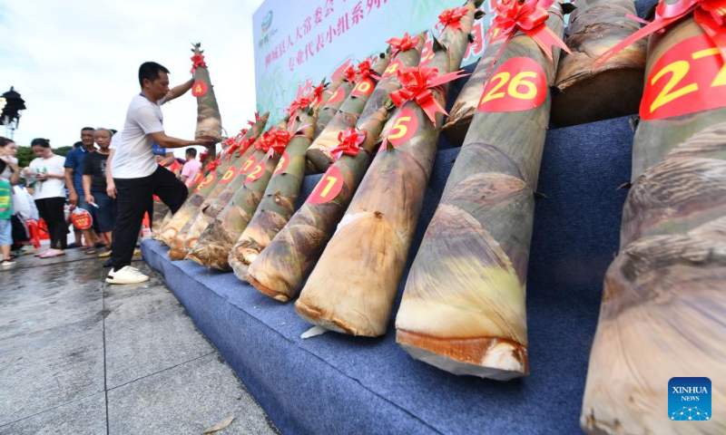 Bamboo shoots are scored by jury during a bamboo shoot competition in Liucheng County of Liuzhou City, south China's Guangxi Zhuang Autonomous Region, July 21, 2023. (Xinhua/Huang Xiaobang)