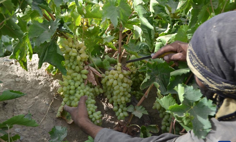 An Afghan farmer harvests grapes at a vineyard in Zhari district of Kandahar Province, southern Afghanistan, July 8, 2023. Grapes are a popular horticulture crop in Afghanistan due to their high productivity and economic value. Grapes are produced in Afghanistan for consumption of fresh-eating and raisin processing. (Photo by Arghand/Xinhua)