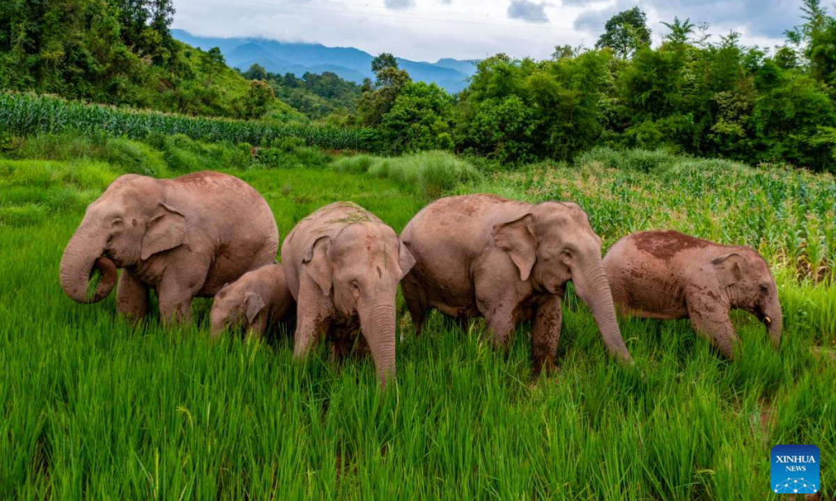 This aerial photo taken on July 19, 2023 shows Asian elephants in rice fields in Jiangcheng Hani and Yi Autonomous County of Pu'er, southwest China's Yunnan Province. Photo:Xinhua
