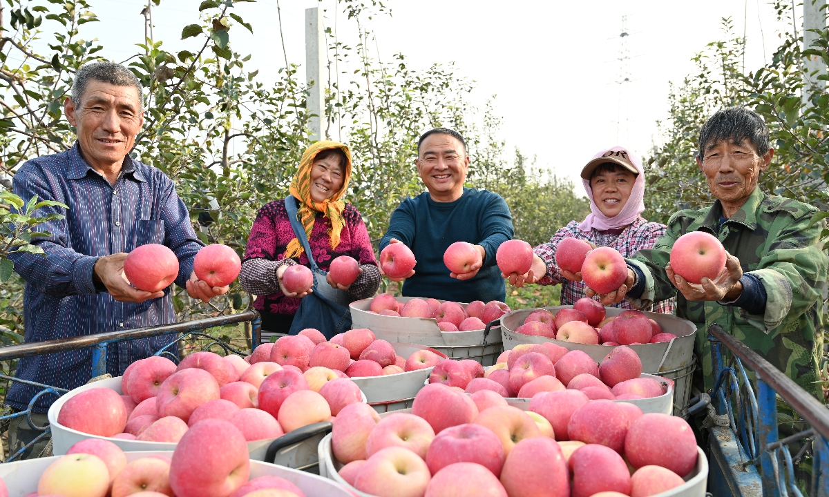 Farmers harvest apples in Qixia city, East China's Shandong Province. Photo: Courtesy of Qixia Bureau of Agriculture and Rural Affairs

