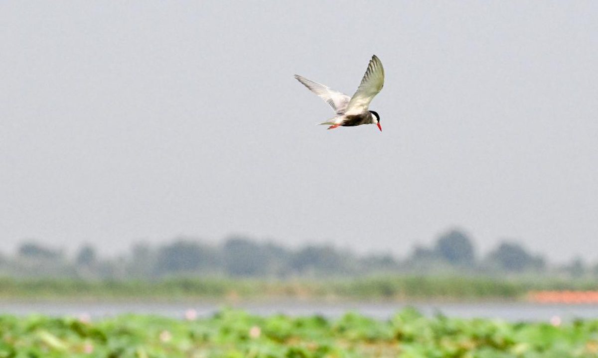 A bird flies over Baiyangdian Lake in Xiong'an New Area, north China's Hebei Province, July 19, 2023. Photo:Xinhua