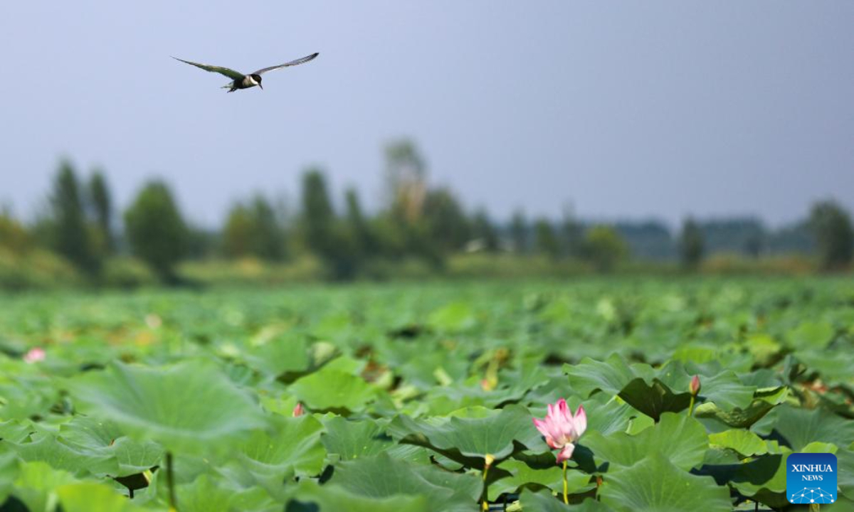 A bird flies over Baiyangdian Lake in Xiong'an New Area, north China's Hebei Province, July 19, 2023. Photo:Xinhua
