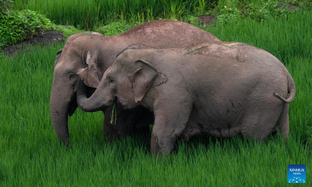 Asian elephants play in Jiangcheng Hani and Yi Autonomous County of Pu'er, southwest China's Yunnan Province, July 19, 2023. Photo:Xinhua
