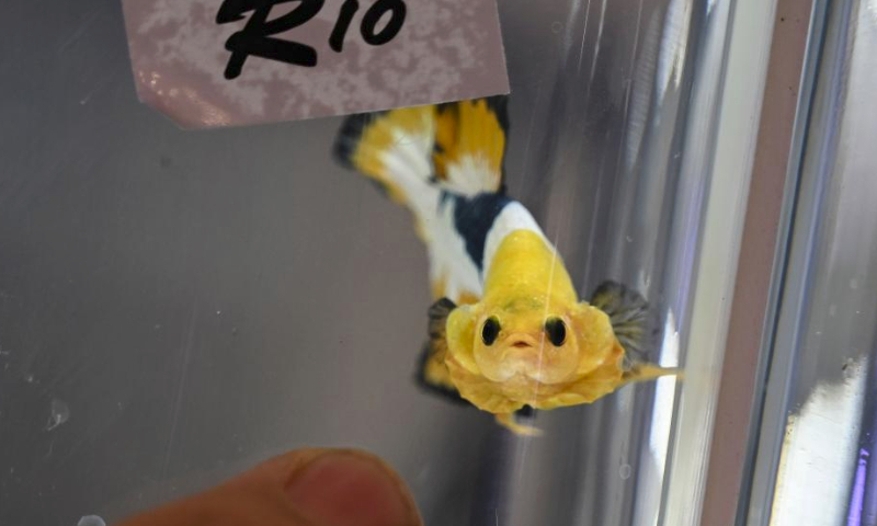 A betta fish is pictured during the Nusantara Aquatic 2023 in Tangerang, Banten Province, Indonesia, July 15, 2023. The Nusantara Aquatic (Nusatic) is an exhibition and a contest for ornamental fish in Indonesia. (Xinhua/Veri Sanovri)