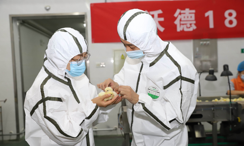 Customs officials check chicks ready to be export at the Pinggu customs in Beijing on June 16, 2023. Photo: Courtesy of Yukou Poultry Co