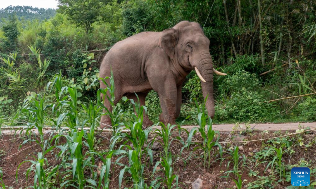An Asian elephant is seen on a road in Jiangcheng Hani and Yi Autonomous County of Pu'er, southwest China's Yunnan Province, July 19, 2023. Photo:Xinhua