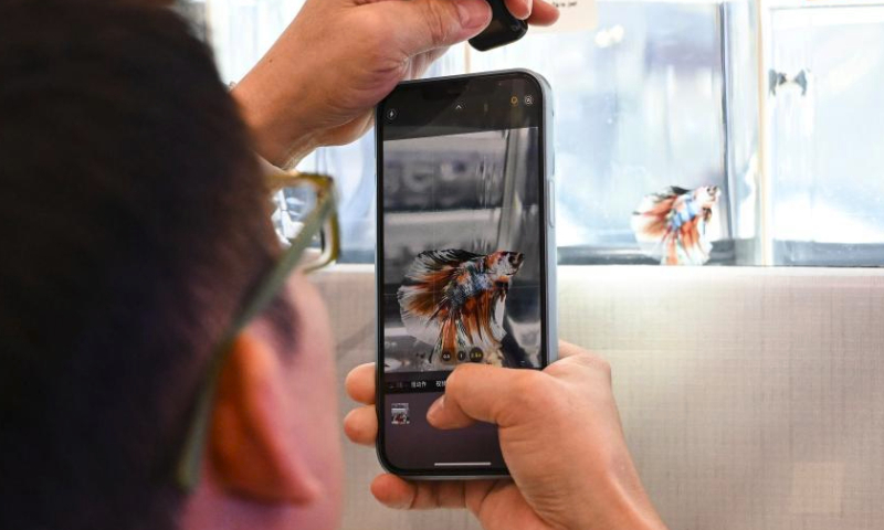 A visitor takes photo of a betta fish during the Nusantara Aquatic 2023 in Tangerang, Banten Province, Indonesia, July 15, 2023. The Nusantara Aquatic (Nusatic) is an exhibition and a contest for ornamental fish in Indonesia. (Xinhua/Veri Sanovri)