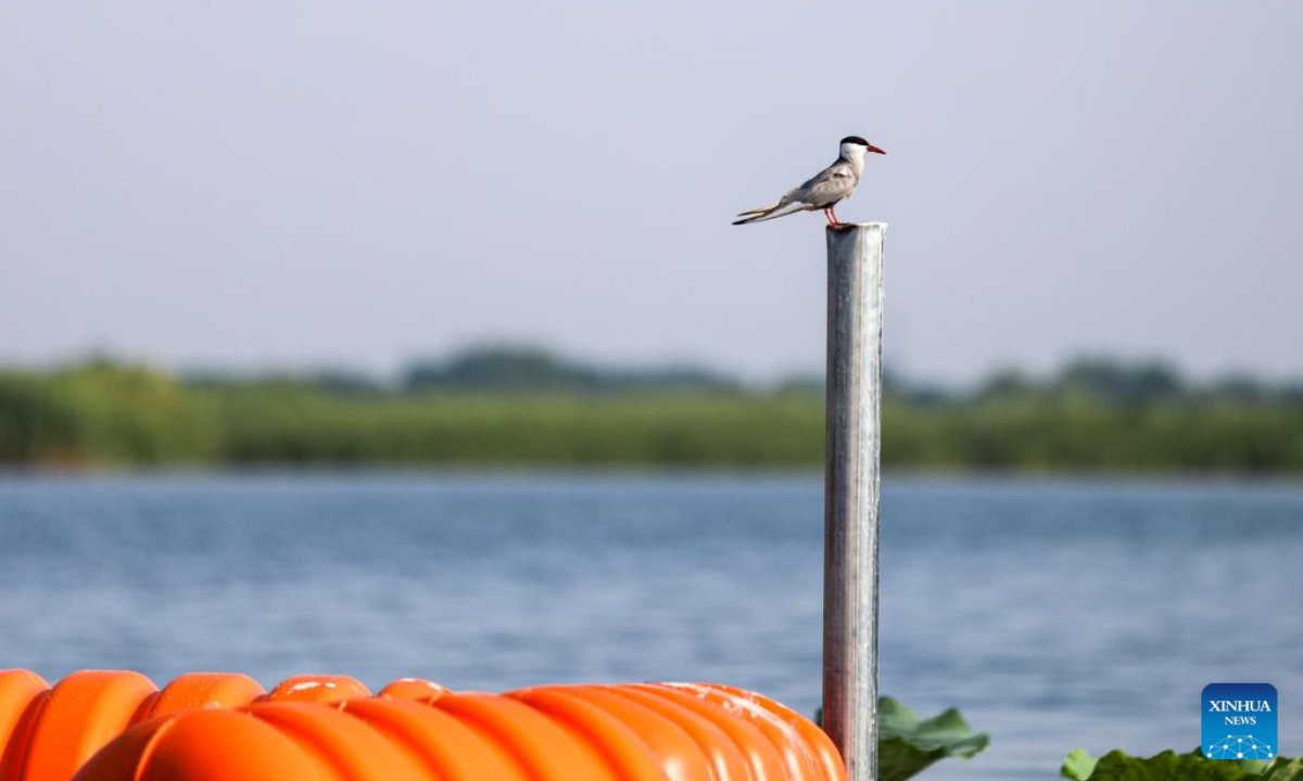 A bird perches on a metal pole at Baiyangdian Lake in Xiong'an New Area, north China's Hebei Province, July 19, 2023.Photo:Xinhua
