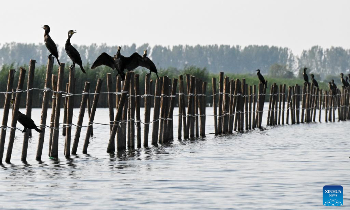 Birds are pictured at Baiyangdian Lake in Xiong'an New Area, north China's Hebei Province, July 19, 2023. Photo:Xinhua