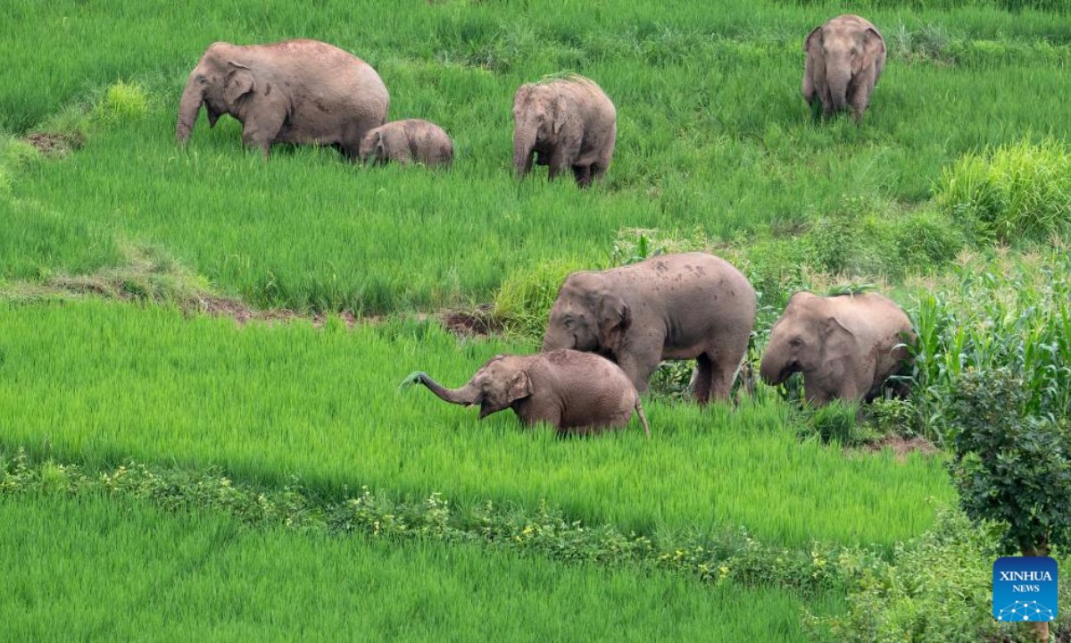 Asian elephants eat in rice fields in Jiangcheng Hani and Yi Autonomous County of Pu'er, southwest China's Yunnan Province, July 19, 2023. Photo:Xinhua