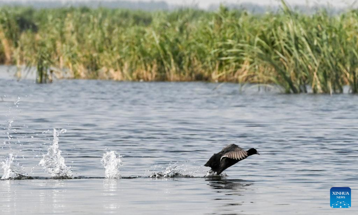 A bird is pictured at Baiyangdian Lake in Xiong'an New Area, north China's Hebei Province, July 19, 2023. Photo:Xinhua