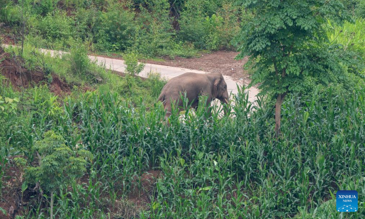 An Asian elephant is seen on a road in Jiangcheng Hani and Yi Autonomous County of Pu'er, southwest China's Yunnan Province, July 19, 2023. Photo:Xinhua