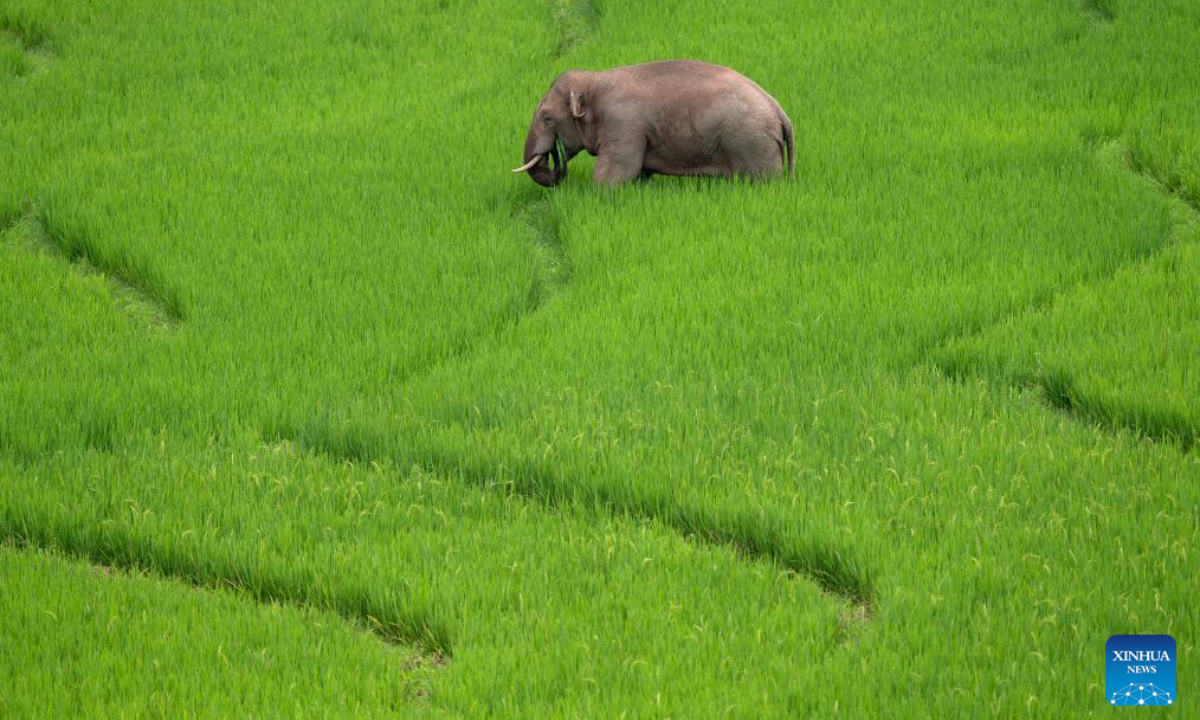 An Asian elephant eats in rice fields in Jiangcheng Hani and Yi Autonomous County of Pu'er, southwest China's Yunnan Province, July 19, 2023. Photo:Xinhua