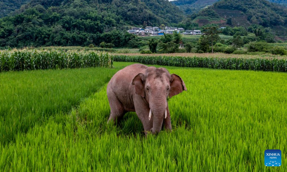 This aerial photo taken on July 19, 2023 shows an Asian elephant in rice fields in Jiangcheng Hani and Yi Autonomous County of Pu'er, southwest China's Yunnan Province. Photo:Xinhua