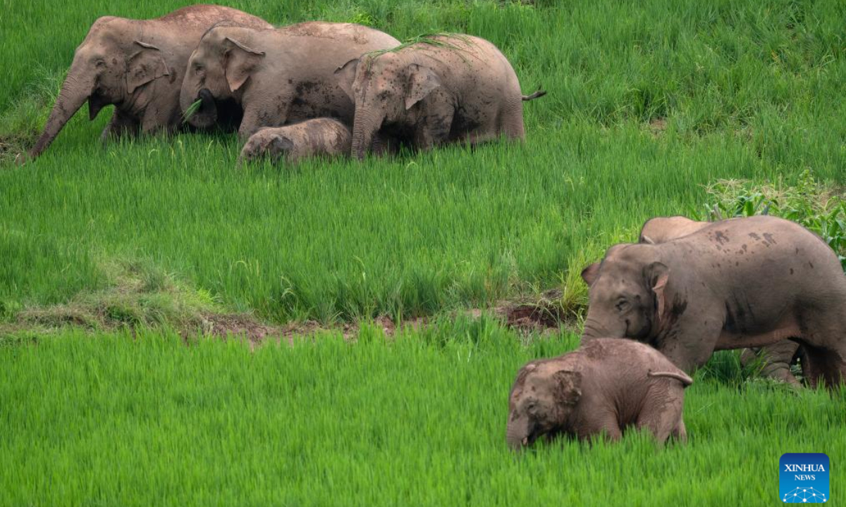 Asian elephants are seen in Jiangcheng Hani and Yi Autonomous County of Pu'er, southwest China's Yunnan Province, July 19, 2023. Photo:Xinhua
