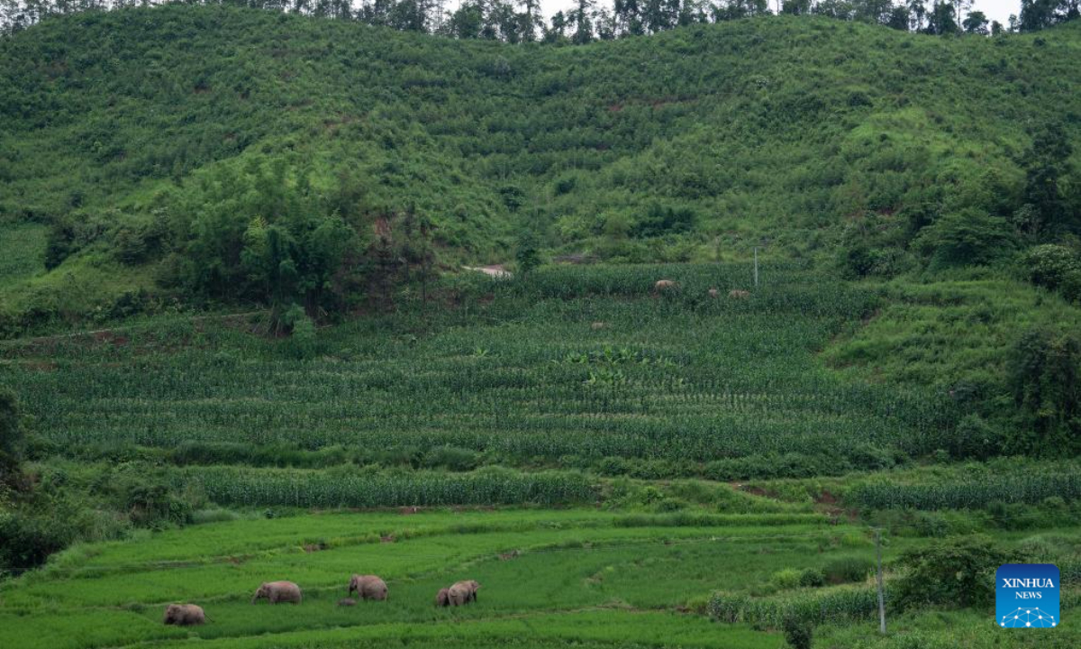 Asian elephants eat in rice and corn fields in Jiangcheng Hani and Yi Autonomous County of Pu'er, southwest China's Yunnan Province, July 19, 2023. Photo:Xinhua