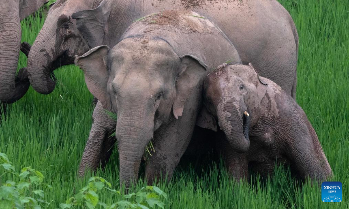 An Asian elephant cub plays with its mother in Jiangcheng Hani and Yi Autonomous County of Pu'er, southwest China's Yunnan Province, July 19, 2023. Photo:Xinhua