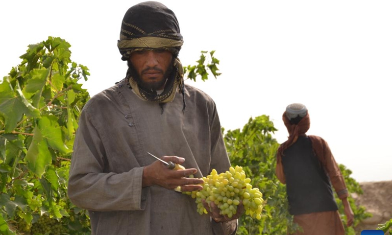 An Afghan farmer holds a bunch of grapes at a vineyard in Zhari district of Kandahar Province, southern Afghanistan, July 8, 2023. Grapes are a popular horticulture crop in Afghanistan due to their high productivity and economic value. Grapes are produced in Afghanistan for consumption of fresh-eating and raisin processing. (Photo by Arghand/Xinhua)